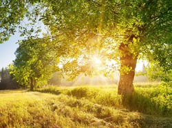 Cara Aman Memindahkan Pohon Besar Tanpa Merusak Rumah