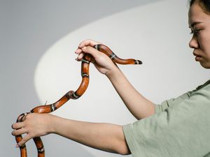 15 Pekerjaan Terunik di Dunia, Ada Pemerah Bisa Ular!