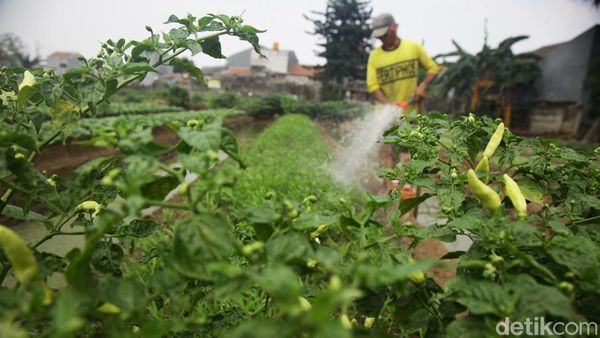 Lahan Berubah Fungsi, Jumlah Petani Gurem Meledak