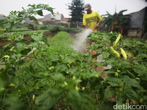 Lahan Berubah Fungsi, Jumlah Petani Gurem Meledak
