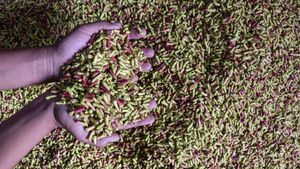 Geliat Petani Cengkeh di Tasikmalaya, Segini Penghasilannya