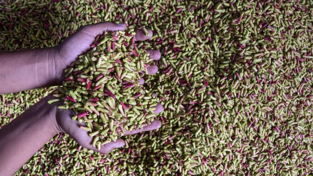 Geliat Petani Cengkeh di Tasikmalaya, Segini Penghasilannya Geliat Petani Cengkeh di Tasikmalaya, Segini Penghasilannya