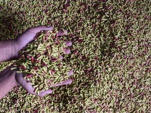 Geliat Petani Cengkeh di Tasikmalaya, Segini Penghasilannya Geliat Petani Cengkeh di Tasikmalaya, Segini Penghasilannya