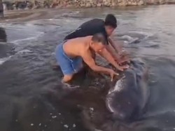 Heboh Paus 3 Meter Terdampar di Pantai Bosowa Makassar, Warga Dorong ke Laut