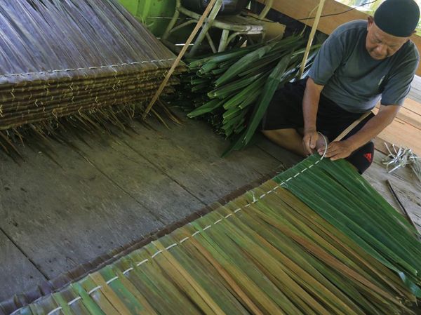 Potret Warga Aceh Barat Raup Cuan dari Daun Rumbia