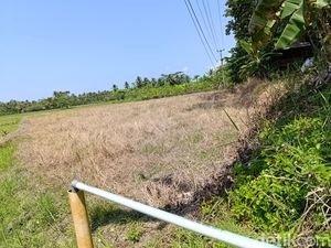 Kekeringan Melanda Tiga Kecamatan di Pangandaran Kekeringan Melanda Tiga Kecamatan di Pangandaran