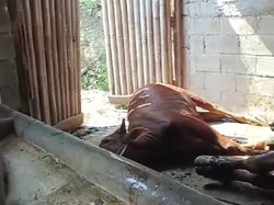 21 Ekor Sapi di Kota Batu Mati Mendadak, Dokter Ungkap Penyebabnya
