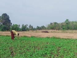 Imbas Musim Kemarau, Sawah di Musi Rawas Disulap Jadi Kebun Sayur