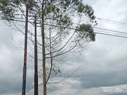 Kebun Teh di Kerinci Itu masih Menjunjung Kearifan Lokal