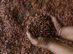 Pernyataan FDA soal Dugaan Cengkeh Asal RI Terkontaminasi Radioaktif Cs-137