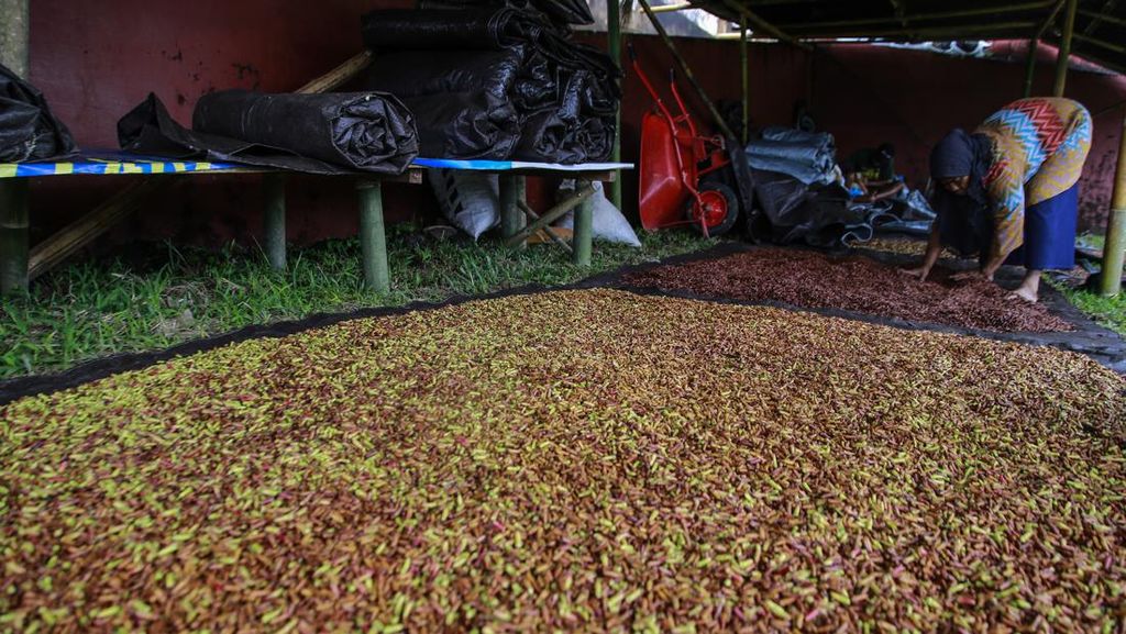 Anomali Cuaca Bikin Harga Cengkeh Merosot Anomali Cuaca Bikin Harga Cengkeh Merosot