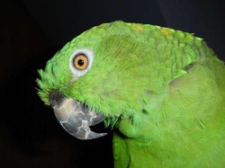 Tidak Hanya Manusia, Ternyata Burung Beo Punya Dialek dan Aksen Daerah