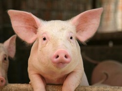 Haruskah Sholat Taubat Jika Tak Sengaja Makan Babi?