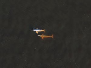 Kenyataan Pahit Lumba-lumba Sungai Gangga yang Hampir Punah