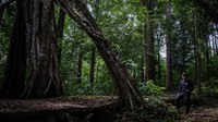 Kebakaran Hutan Makin Marak, Pemulihan Ekosistem Penting Dilakukan