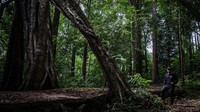 Warisan Hutan Hujan Tropis Sumatera, Keajaiban Alam yang Terancam