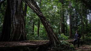 Pesona Hutan Hujan Tropis di Geopark Meratus Kalimantan Selatan