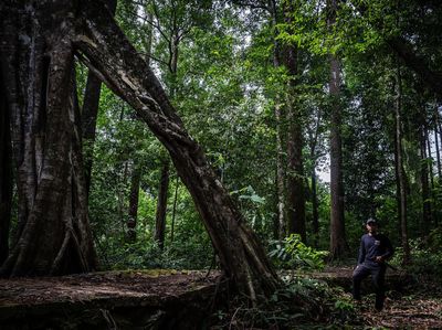 Pesona Hutan Hujan Tropis di Geopark Meratus Kalimantan Selatan