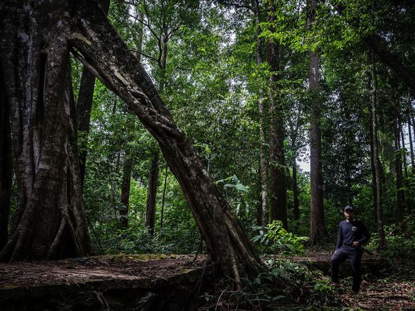 Pesona Hutan Hujan Tropis di Geopark Meratus Kalimantan Selatan