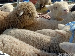 Imutnya Domba Batur Bikin Gemas Wisatawan Dieng Culture Festival: Kayak Boneka!
