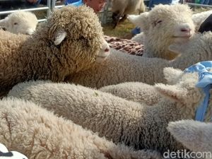 Imutnya Domba Batur Bikin Gemas Wisatawan Dieng Culture Festival: Kayak Boneka! Imutnya Domba Batur Bikin Gemas Wisatawan Dieng Culture Festival: Kayak Boneka!