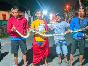 Hii! Ular Piton 2,5 Meter Melintang di Jalanan Tirtomarto Klaten