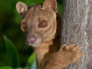 Kenali Ciri-ciri Fossa, Hewan Mirip Kucing yang Jadi Predator Puncak