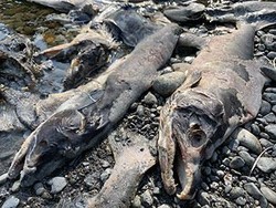 Ikan Salmon Pasifik Berubah Jadi Zombie Setelah Bertelur, Begini Prosesnya