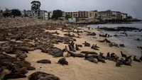 Kawanan Singa Laut Invasi Pantai di California