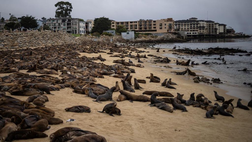 Kawanan Singa Laut Invasi Pantai di California Kawanan Singa Laut Invasi Pantai di California