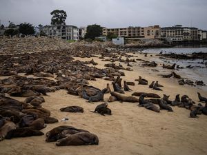 Kawanan Singa Laut Invasi Pantai di California