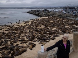 Saat Ratusan Singa Laut Nongkrong di Pantai, Jadi Tontonan Warga
