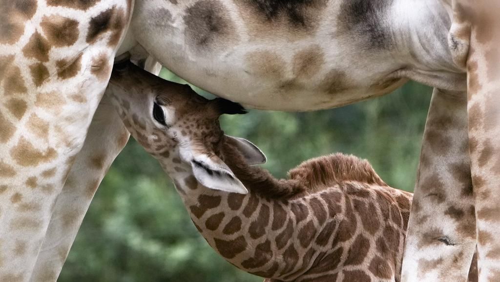 Manjanya Emily, Si Bayi Jerapah yang Baru Lahir di Kebun Binatang Jerman Manjanya Emily, Si Bayi Jerapah yang Baru Lahir di Kebun Binatang Jerman