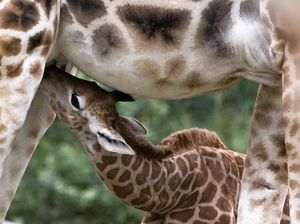 Manjanya Emily, Si Bayi Jerapah yang Baru Lahir di Kebun Binatang Jerman Manjanya Emily, Si Bayi Jerapah yang Baru Lahir di Kebun Binatang Jerman