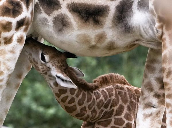 Manjanya Emily, Si Bayi Jerapah yang Baru Lahir di Kebun Binatang Jerman