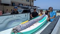 Heboh Penampakan Oarfish, Ikan Hari Kiamat