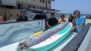 Heboh Penampakan Oarfish, Ikan Hari Kiamat