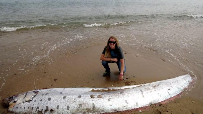 Oarfish Muncul Pertanda Buruk? Mitos vs Fakta yang Perlu Kamu Tahu