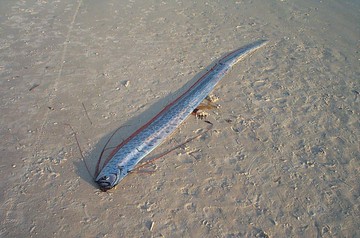 Ikan Kiamat Muncul di India, Ramalan Baba Vanga Disebut-sebut