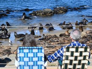 Pantai Ini Tutup Sementara untuk Manusia, Ada Migrasi Singa Laut