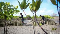Penanaman 2.500 Bibit Mangrove untuk Pelestarian Lingkungan di Bali