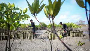 Penanaman 2.500 Bibit Mangrove untuk Pelestarian Lingkungan di Bali