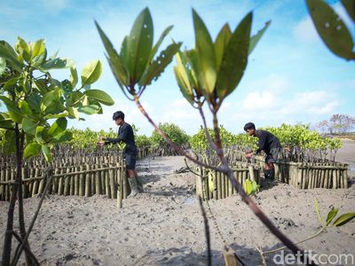 Penanaman 2.500 Bibit Mangrove untuk Pelestarian Lingkungan di Bali