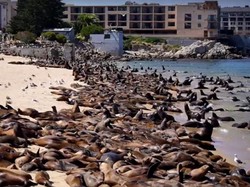 Melihat Momen Ratusan Singa Laut Nongkrong di Pantai San Carlos California