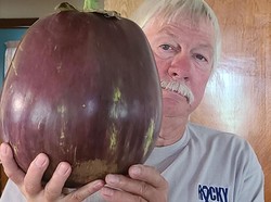 Penampakan Terong Terberat di Dunia
