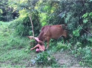 Turis Putus Cinta Nekat Telanjang dan Mau Perkosa Sapi Turis Putus Cinta Nekat Telanjang dan Mau Perkosa Sapi