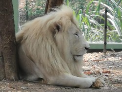 Hampir Tak Berjarak dengan Singa Putih di Ancol