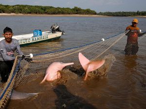 Upaya Menjaga Lumba-lumba Pink Amazon dari Kepunahan Upaya Menjaga Lumba-lumba Pink Amazon dari Kepunahan