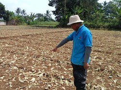 Belasan Hektare Lahan Pertanian di Kebonpedes Sukabumi Kekeringan