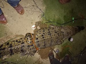 Warga Kaget Ada Buaya Sepanjang 3 Meter Saat Cari Ikan di Sungai Rupit